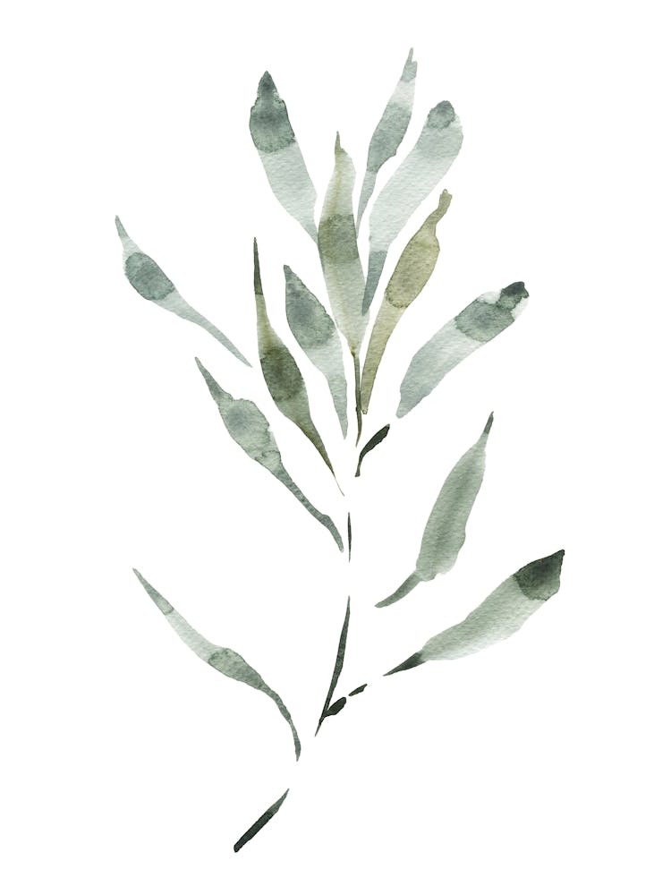 Watercolor Leaf, Olive Branch 2