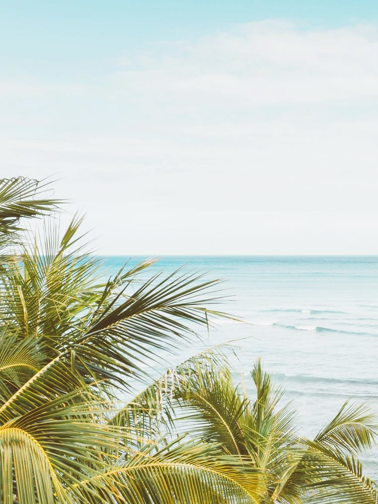 Hawaiian Shore