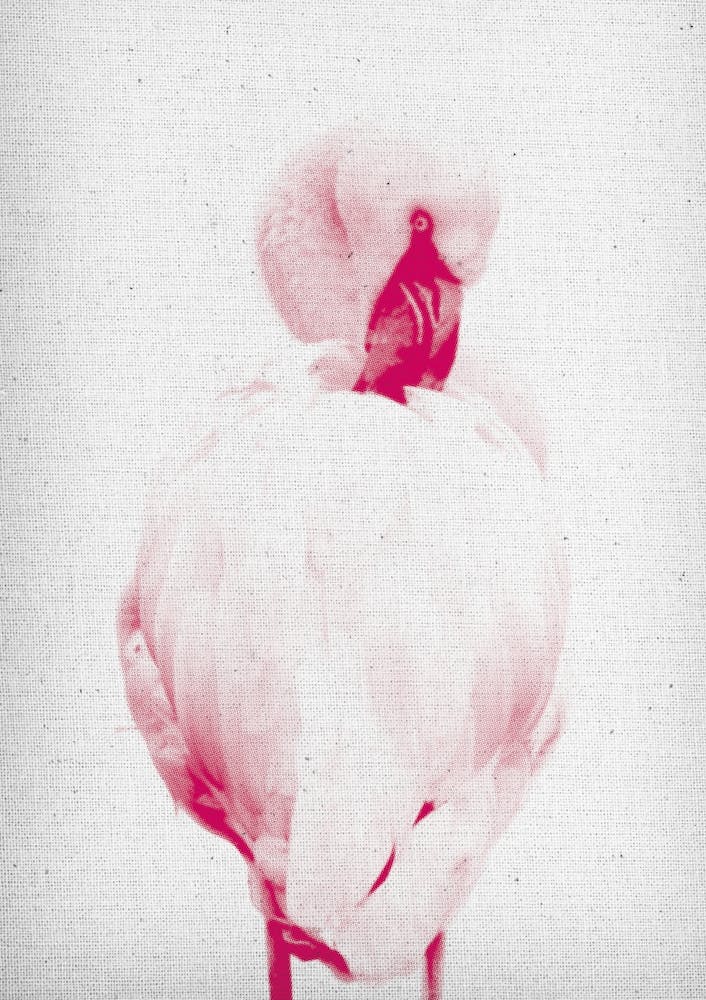 Froilein Flamingo II