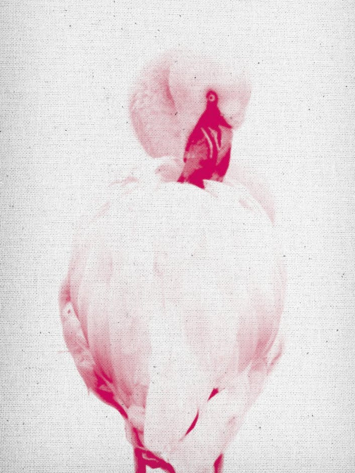 Froilein Flamingo II