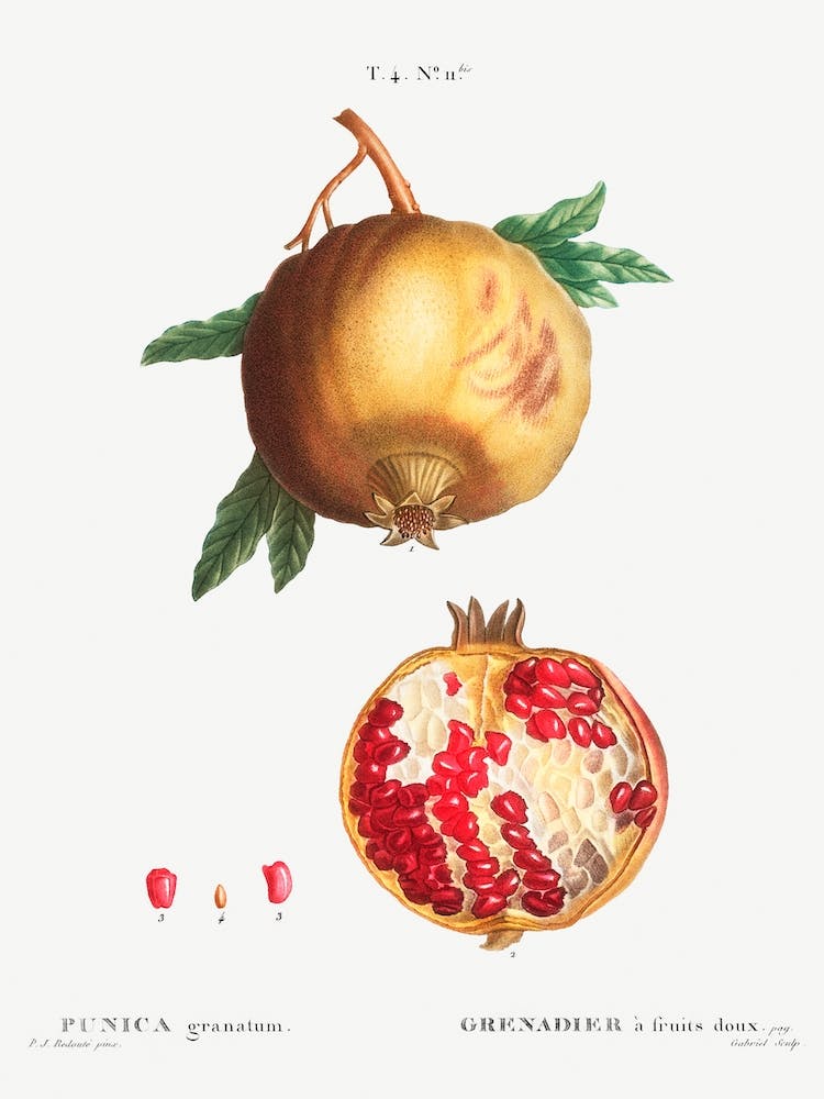 Pomegranate, Pierre Joseph Redoute