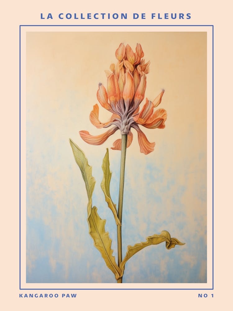 Kangaroo Paw French Flower Botanical Poster