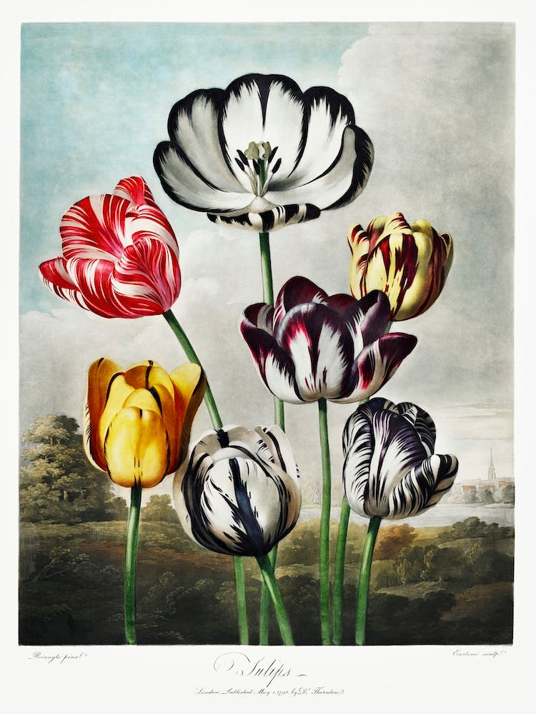 Tulips From The Temple Of Flora (1807), Robert John Thornton