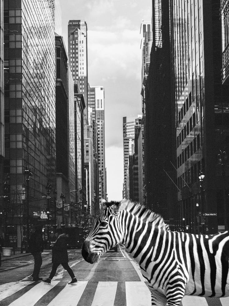 Zebra Crossing In NYC - Surreale Tierwelt-Fotocollage - Inspiriert von Inge Morath