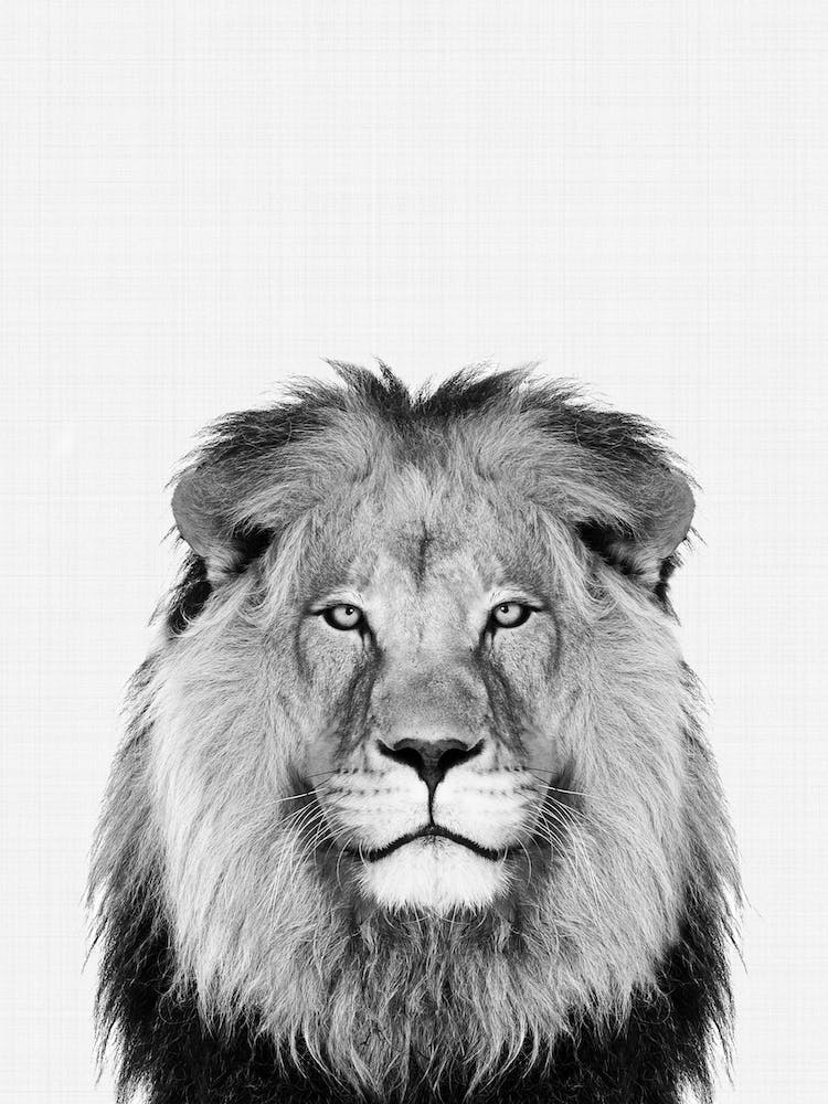 Lion Portrait