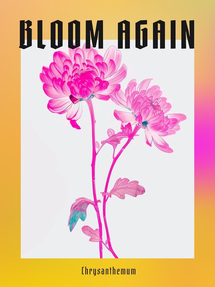 Knallrosa Chrysantheme 1 Poster