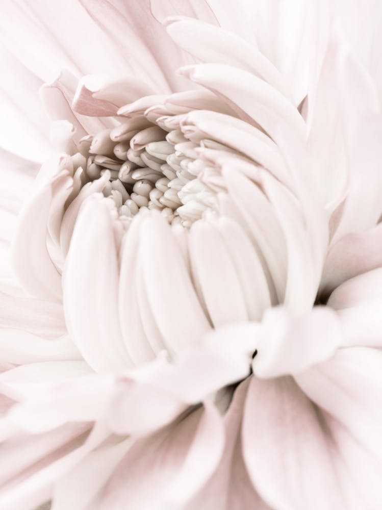 Pink Bloom_2066809