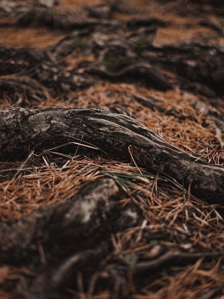 Forest Tree Roots