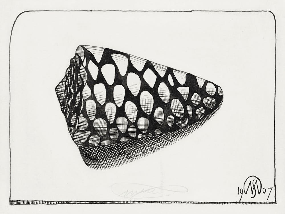 Right Side Of Shell (1907), Samuel Jessurun