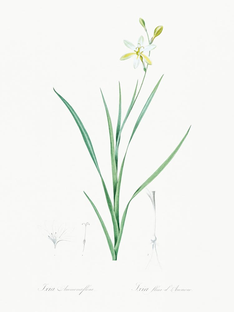 Ixia Anemonae Flora Illustration From Les Liliacées (1805), Pierre Joseph Redoute
