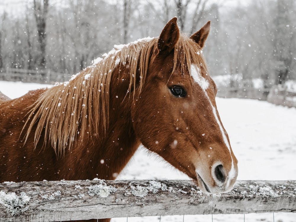 Sorrel Winter Horse