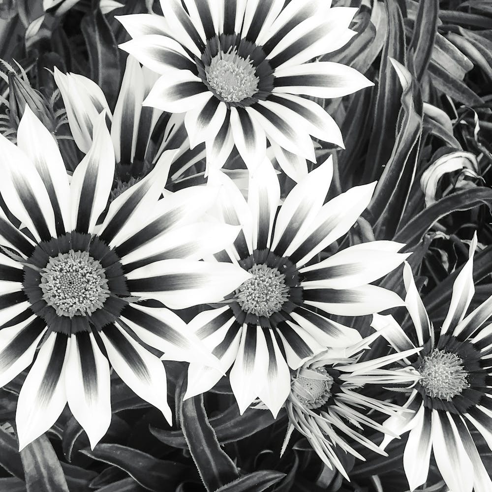 In The Garden Black And White Flower