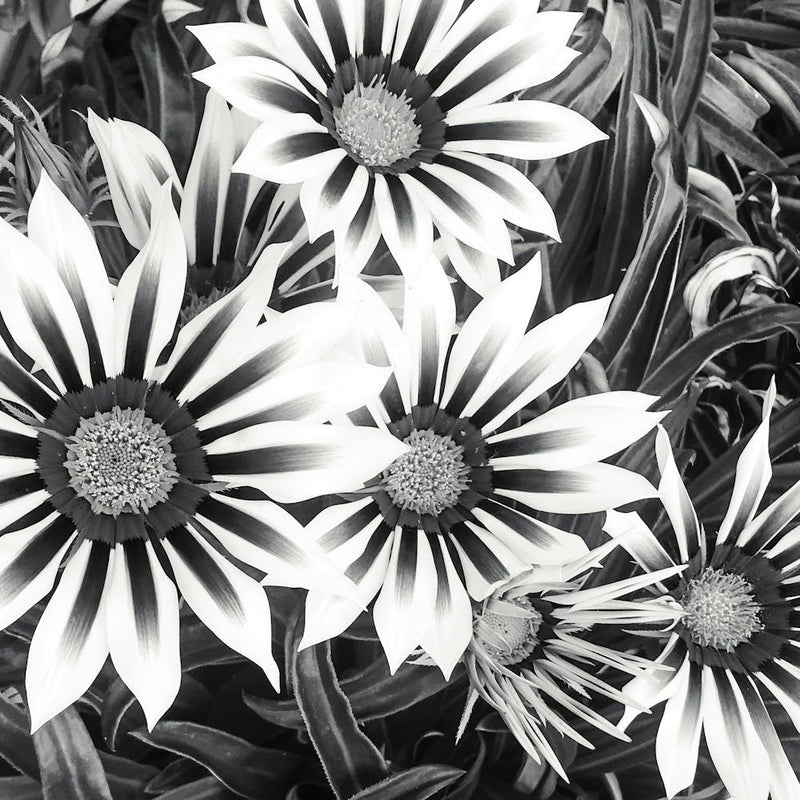 In The Garden Black And White Flower