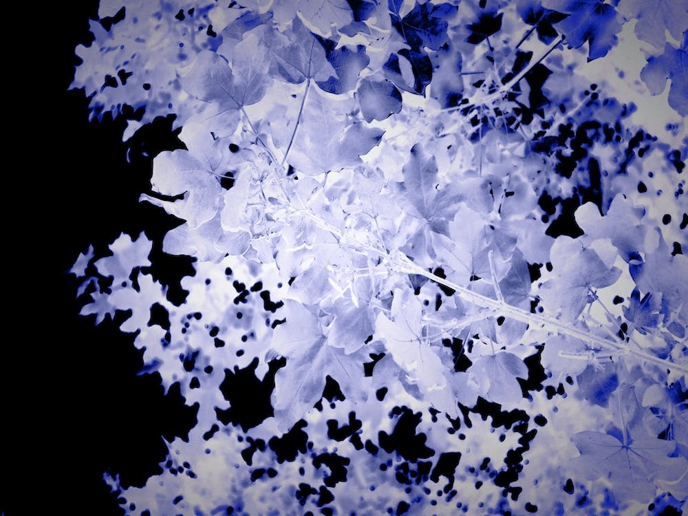 Blue Leaves Botanical Abstract