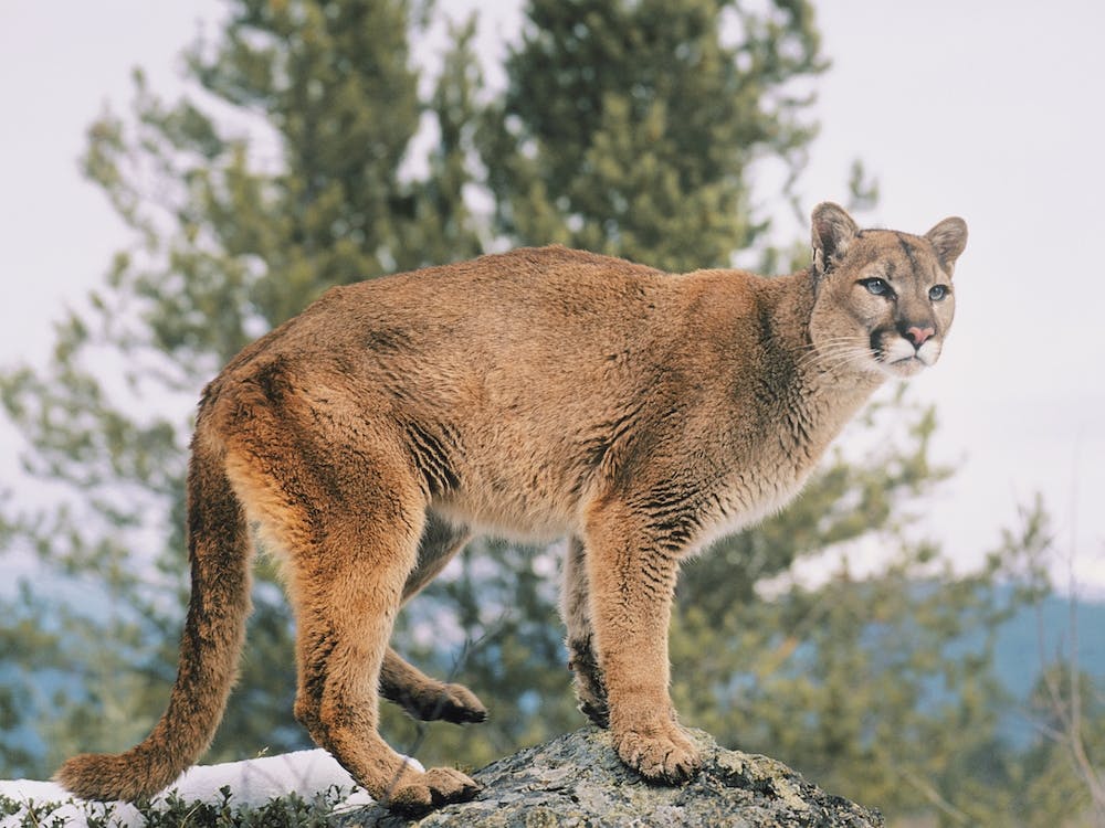 Mountain Lion