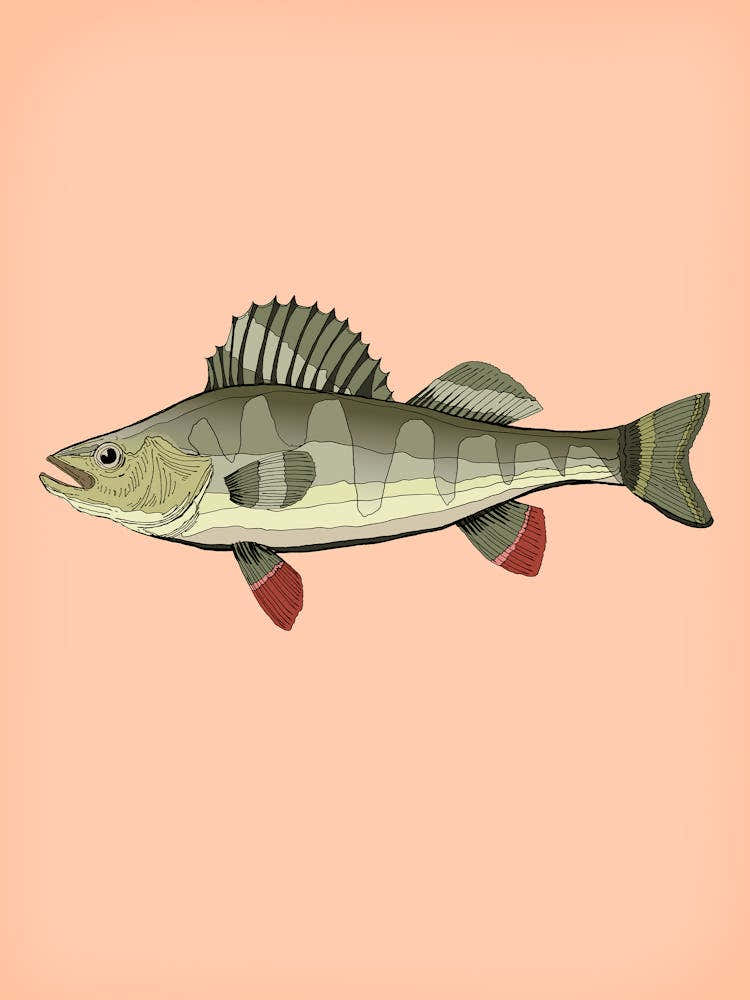 Vintage Fish Illustration