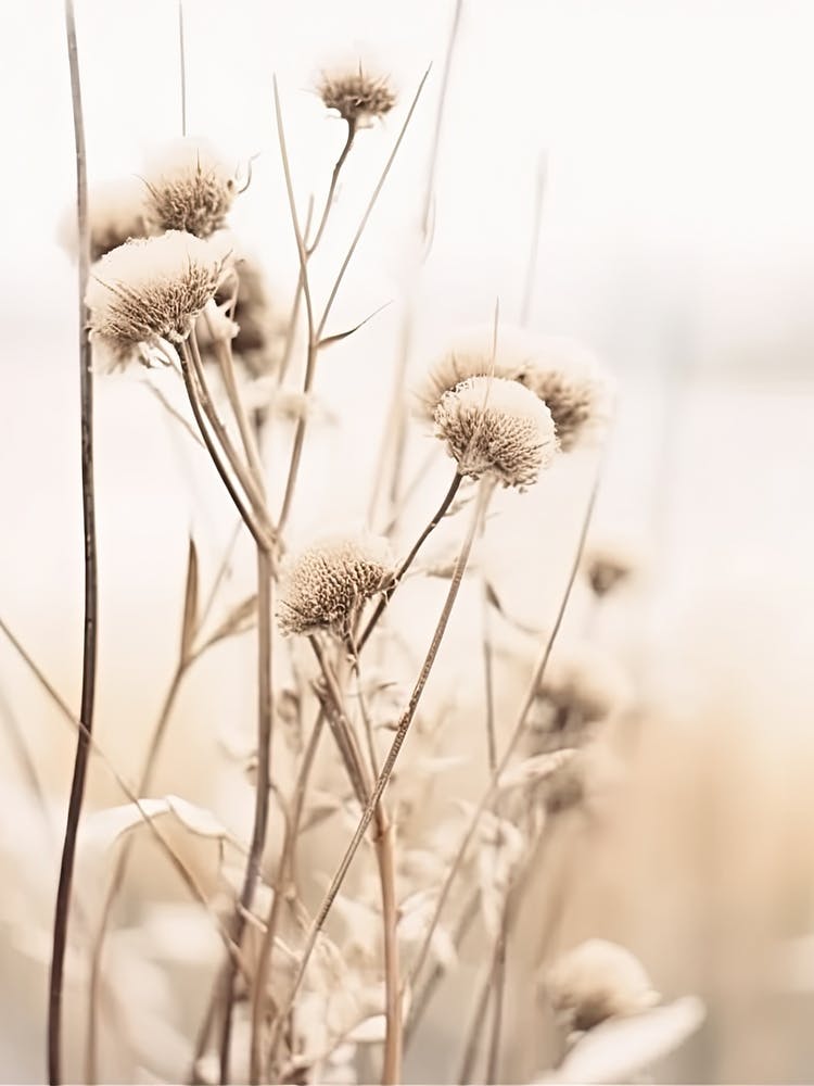 Dried Plants 4