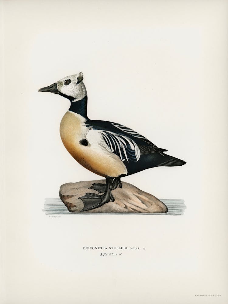 Eniconetta Stelleri, The Von Wright Brothers 1