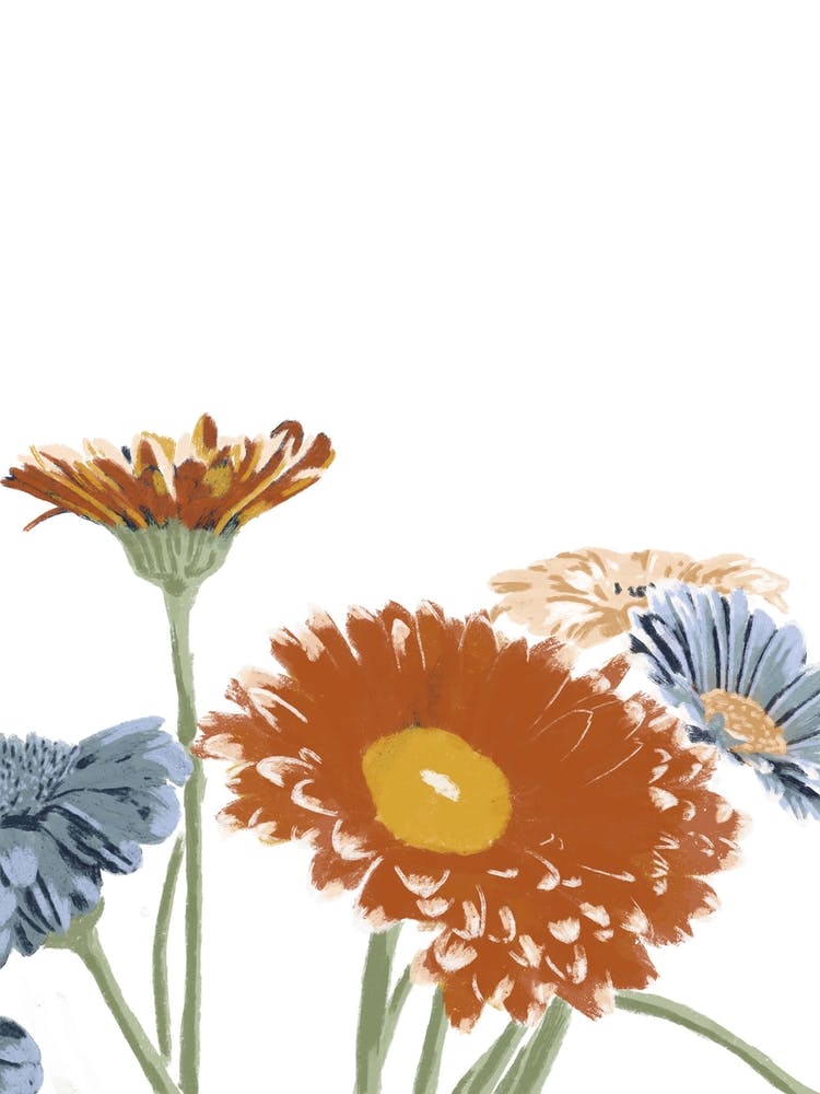 Daisies