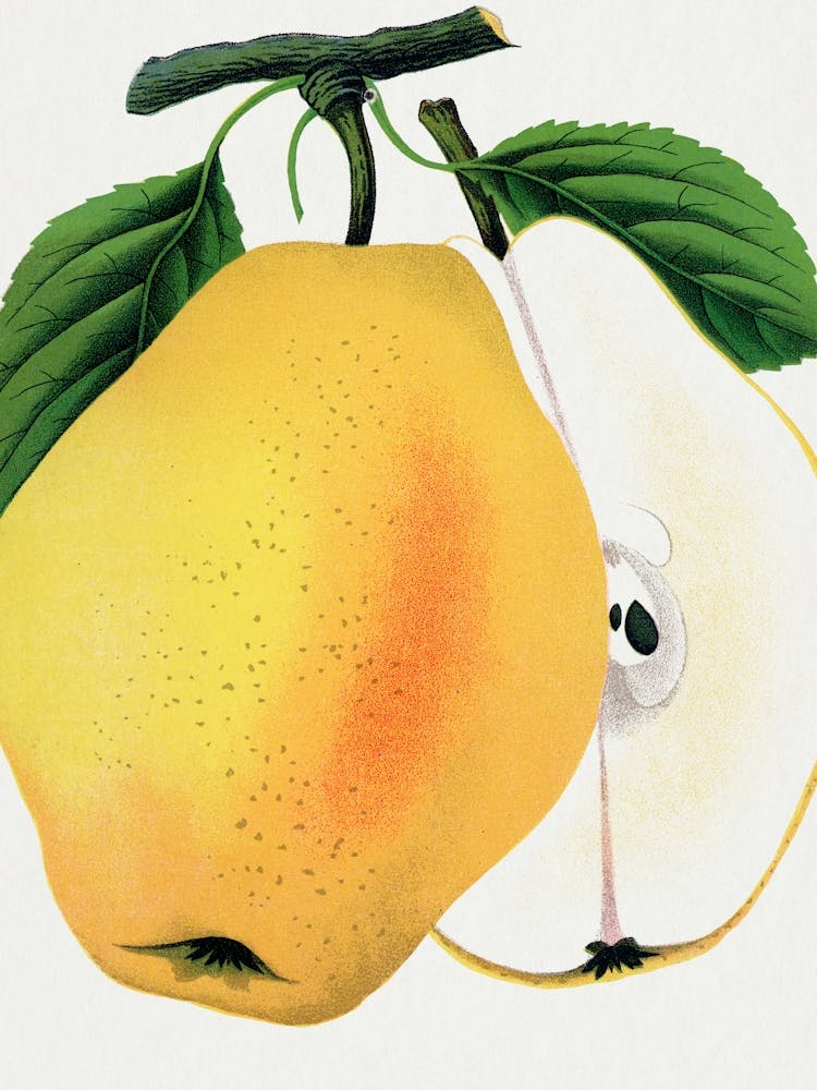 Vintage Botanical _2697917