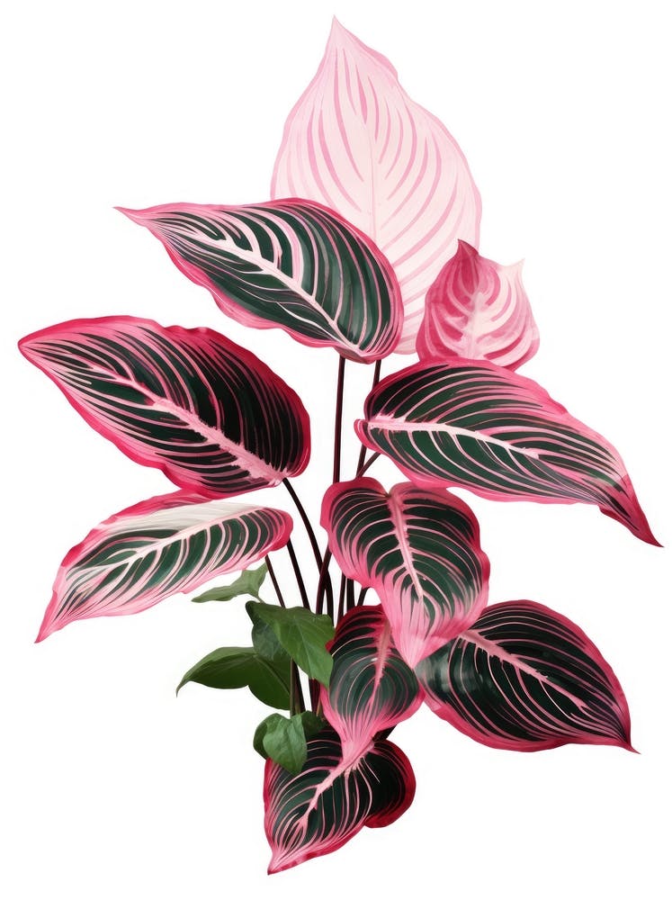 Pink And Green Plant