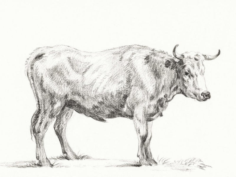 Stehender Stier 1, Jean Bernard