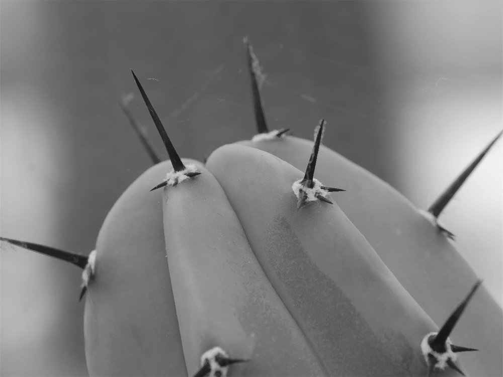 Black & White Close Up Cactus