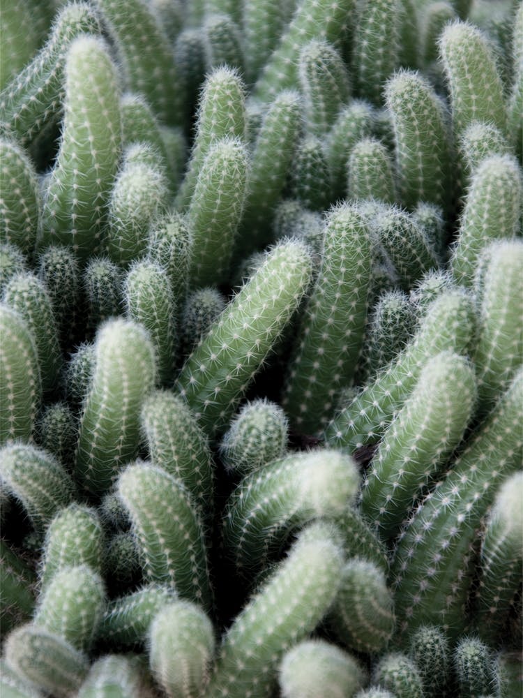 Green Cactus Garden