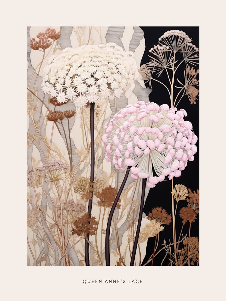 Flower Illustration Queen Annes Lace 3 Poster