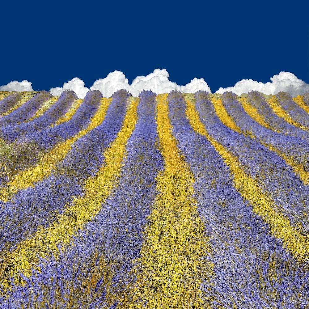 Lavender Heaven