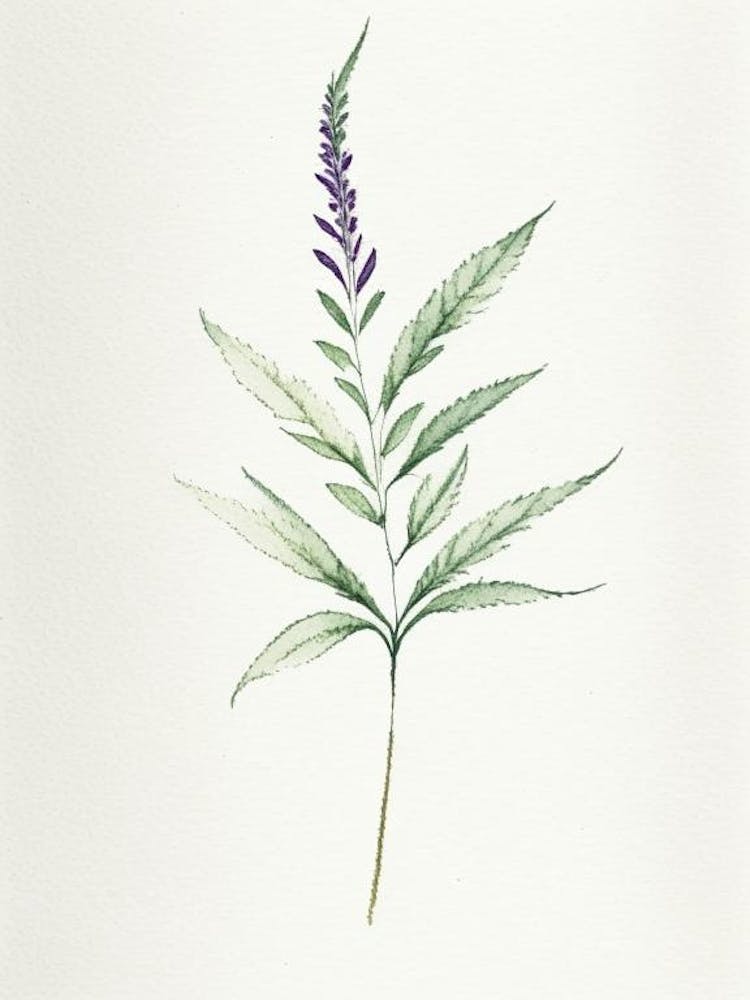 Vervain Leaf Minimalist Watercolour 2