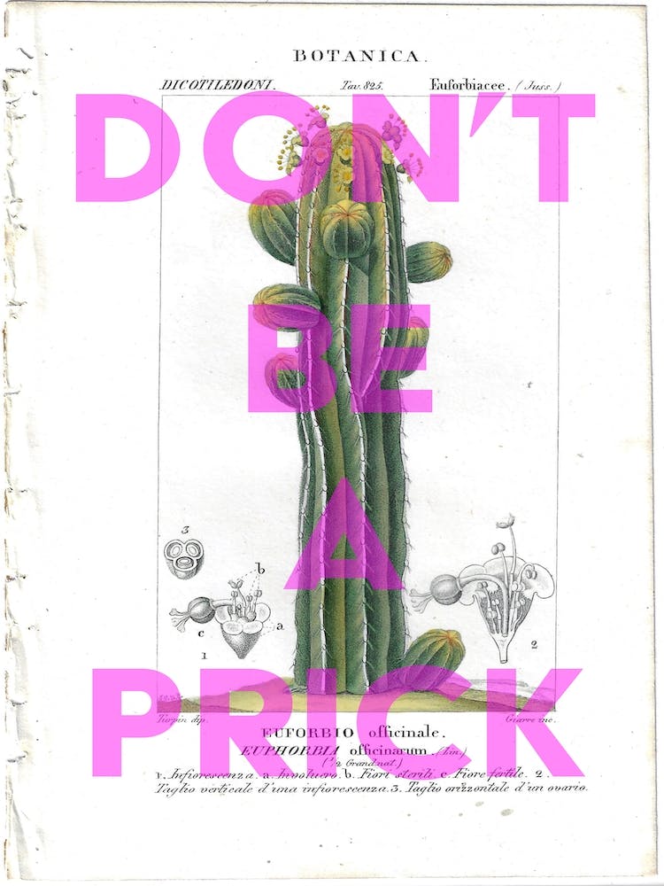 Sei kein Fiesling Vintage Kaktus Poster