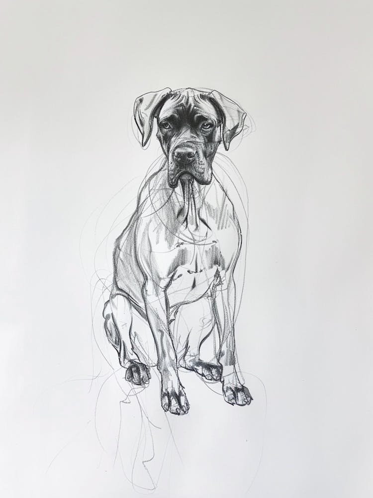 Boxer Dog Charcoal Line 3