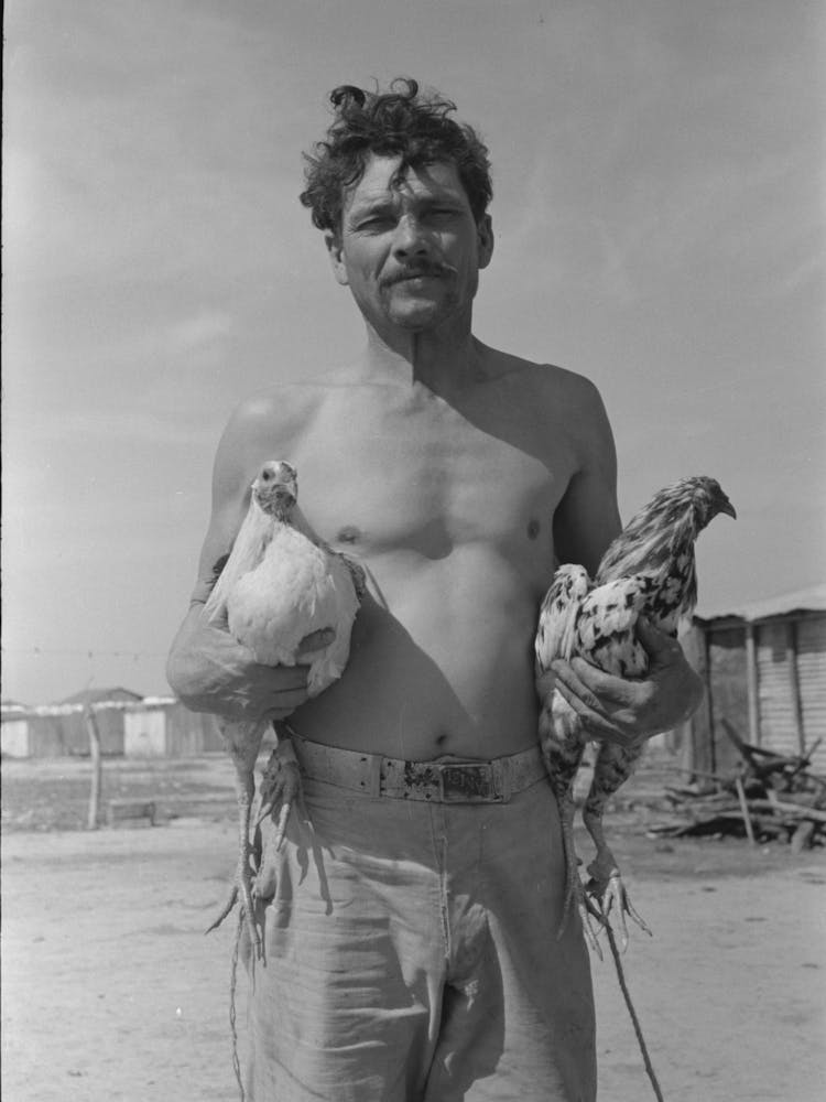 Untitled Photo, Possibly Related To Mexican With His Two Fighting Cocks, Crystal City, Texas By Russell Lee