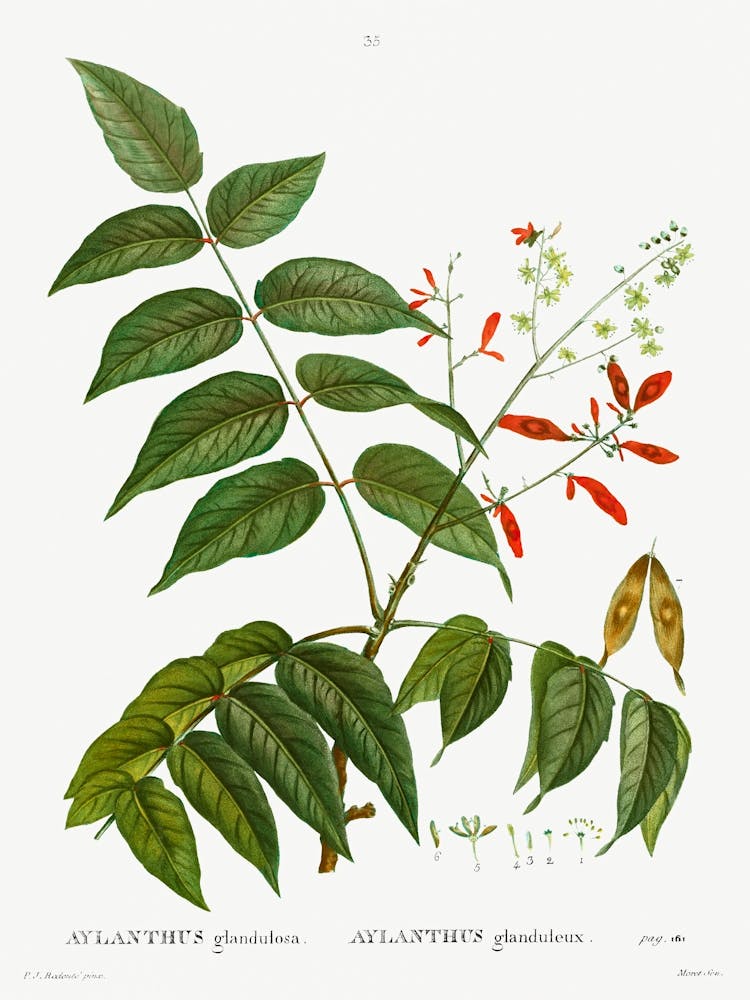 Tree Of Heaven, Pierre Joseph Redoute