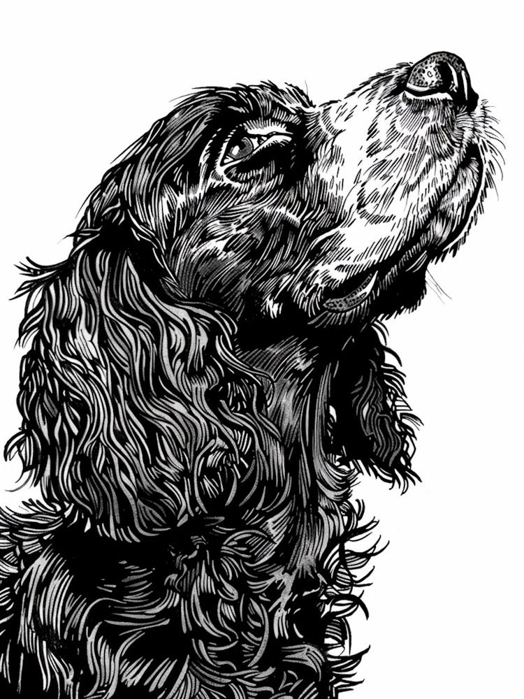 American Water Spaniel Line Sketch 1