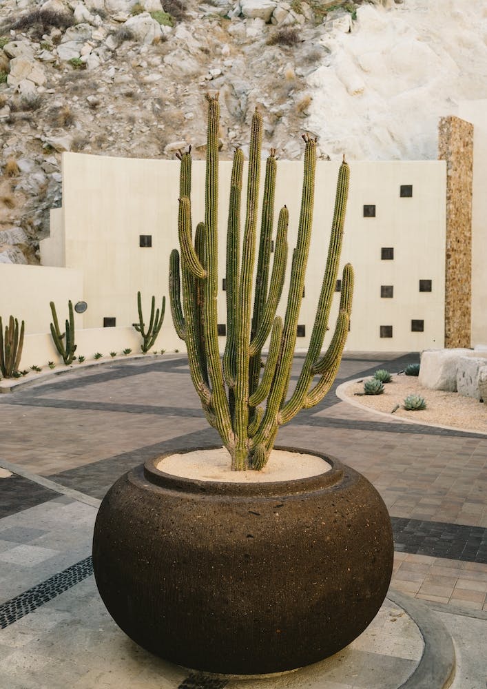 Cabo Cactus VIII