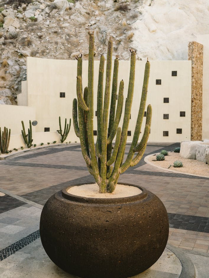 Cabo Cactus VIII