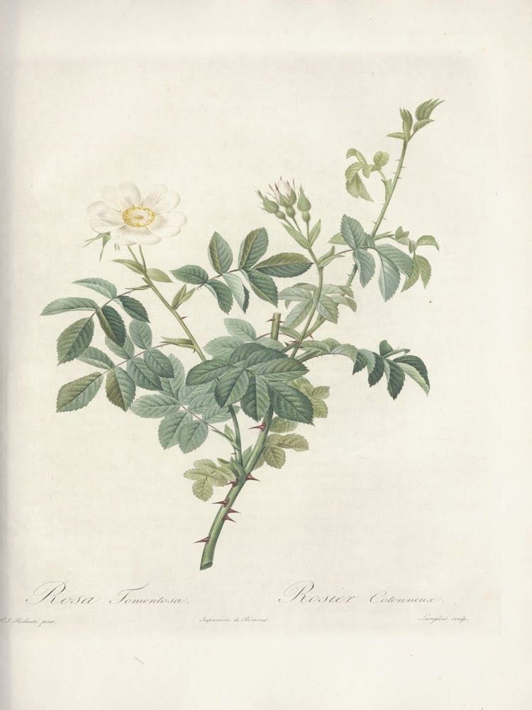 Rose Illustration, Pierre Joseph Redoute (89)