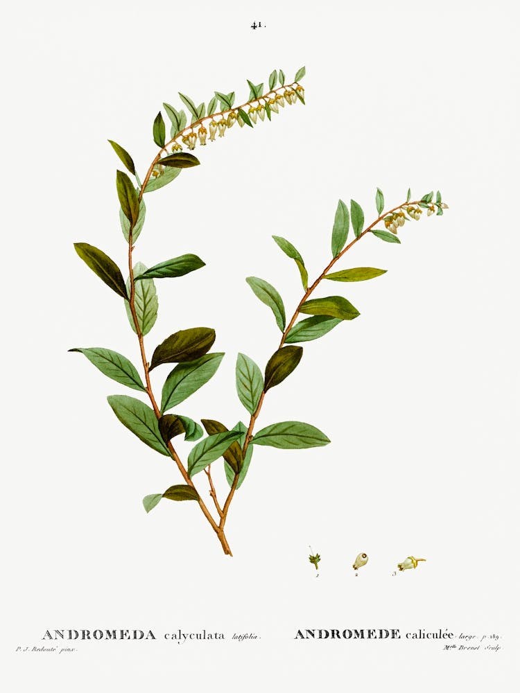 Andromeda Marginata, Pierre Joseph Redoute