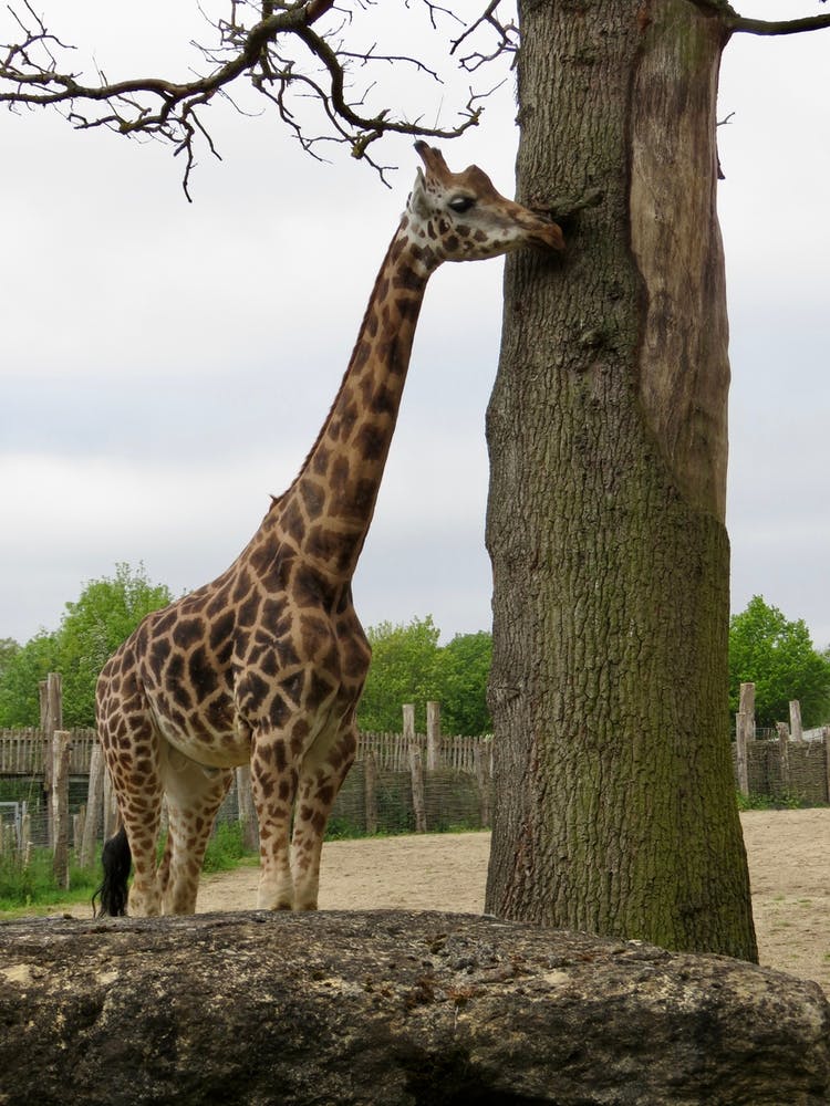 Giraffe next to a tree