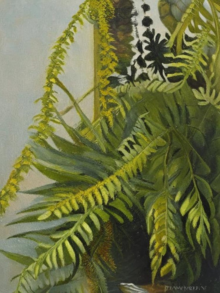 Tripinnatifid Spleenwort Cézanne Style