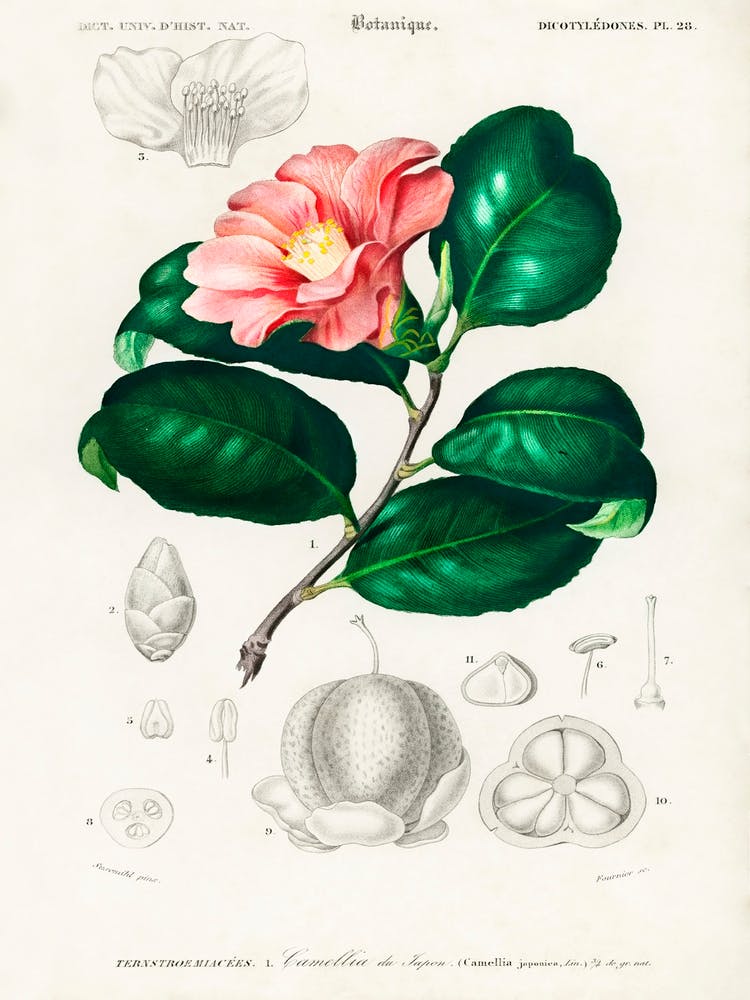 Camellia Japonica (Camélia Du Japon), Charles Dessalines D'Orbigny