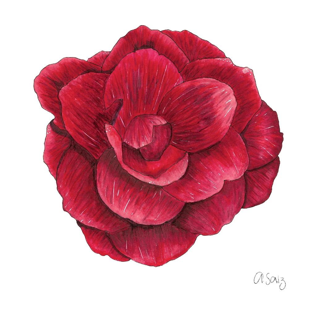 Red Flower 1