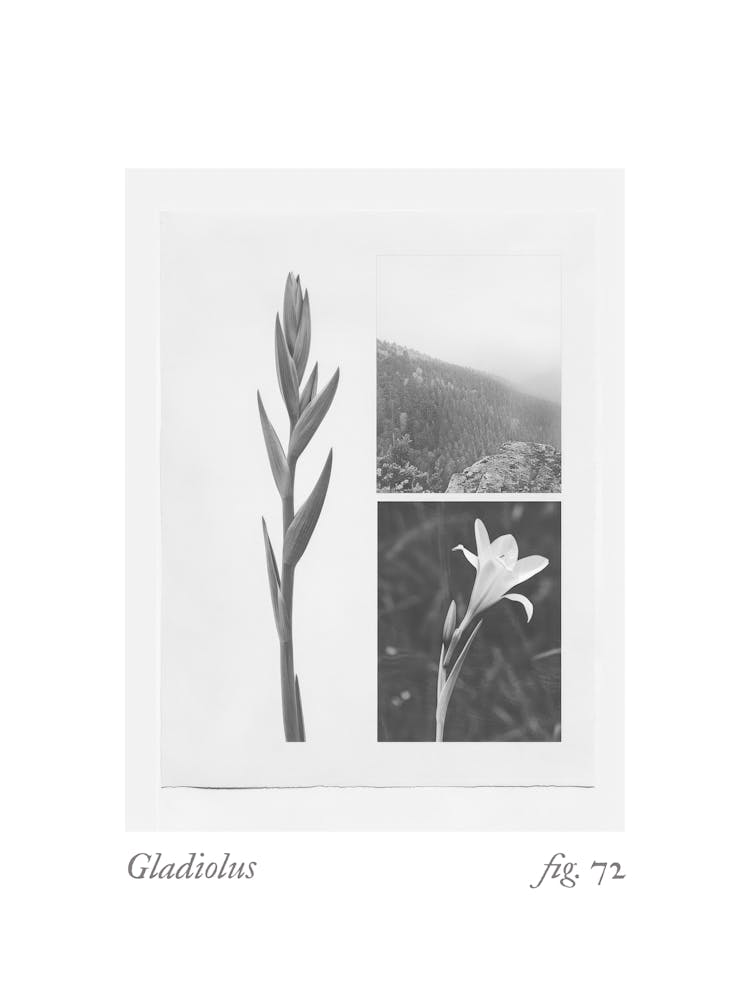 Collage Botanique Glaïeul 2