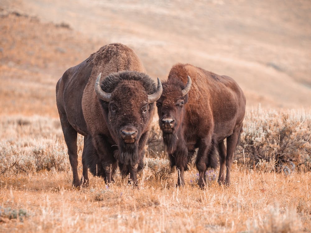 Warm Bison Pair