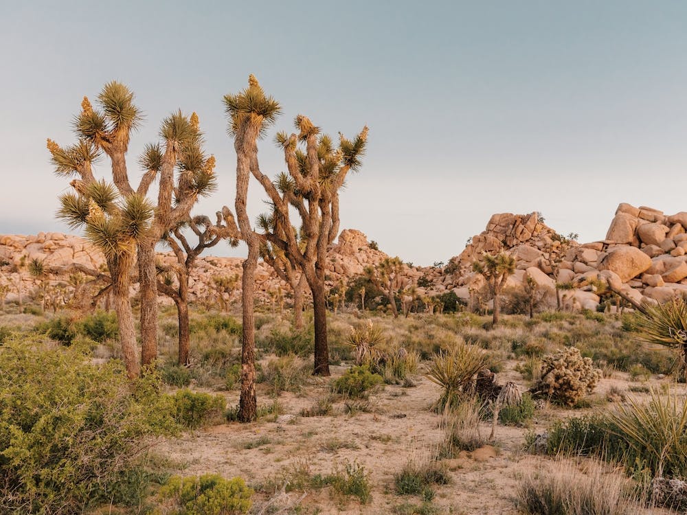 Patch Of Joshua Trees