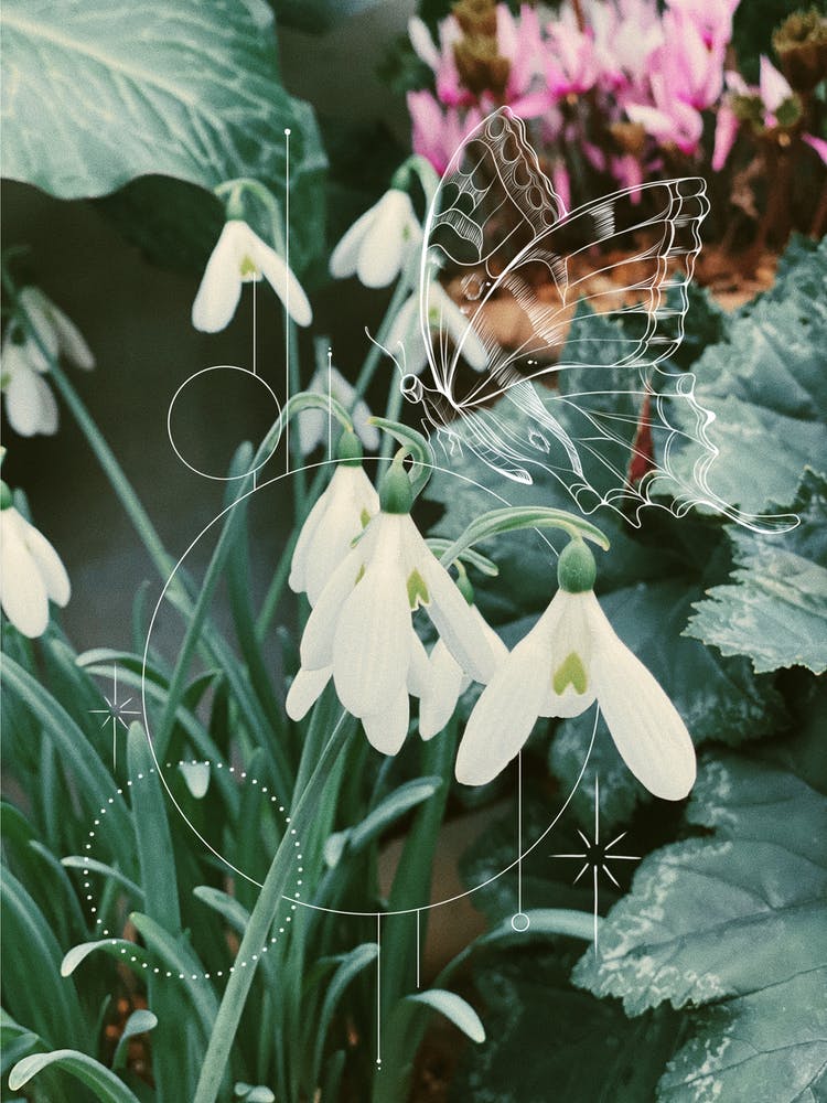 Snowdrops