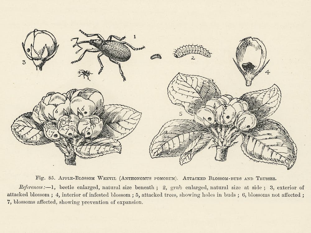 Vintage Illustration Of Anthonomus Pomorum, Apple Blossom Weevil, Attacked Blossom Buds, Trusses, John Wright