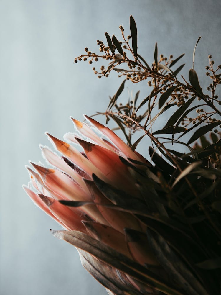 Protea II